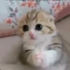animalitos 27