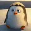 Pingüitu 1 Movi 27