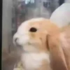 animalitos 28