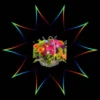 Flores del Campo  1 Movi 2