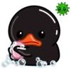 Black Duck 5