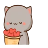 Cutie cat 12