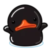 Black Duck 12
