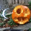 SPOOKY SEASON 17