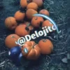 SPOOKY SEASON 18