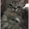 MEMES ANIMATED 6 (italiani) 25