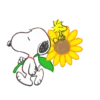 SNOOPY SWEET SUMMER BLANCA AT 25