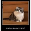 basicss but video 5
