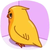 Yellow Boy 5