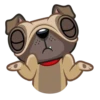 Fred the Pug 8