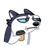 Siberian Husky 9