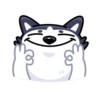 Siberian Husky 12