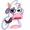 Cow 16