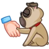 Fred the Pug 15