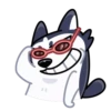Siberian Husky 16