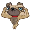 Fred the Pug 24
