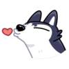 Siberian Husky 19