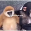 MonkeyPon 6