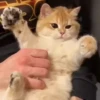 kitty 8