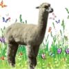 Animales💞1🇵🇪Movi 5