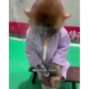 MonkeyPon 11