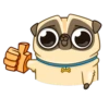 Puga the Dog 8