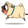 Puga the Dog 11