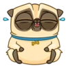 Puga the Dog 12