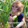 MonkeyPon 15