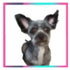Perritos lindos💞2🇵🇪Movi 13