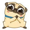 Puga the Dog 13