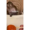MonkeyPon 18