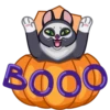 Memes With Cats 19