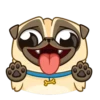 Puga the Dog 14