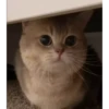 kitty 21