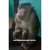 MonkeyPon 19