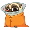 Puga the Dog 16