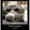 basicss but video 13