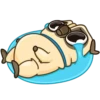 Puga the Dog 18