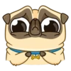 Puga the Dog 19