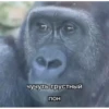 MonkeyPon 23