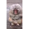 MonkeyPon 24