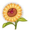 Live Flowers 17