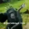 MonkeyPon 25