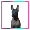 Perritos lindos💞2🇵🇪Movi 23