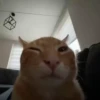 kitty 27