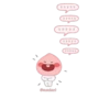 Peach 11