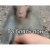 MonkeyPon 27