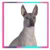 Perritos lindos💞2🇵🇪Movi 26