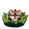 Proha Raccoon 26